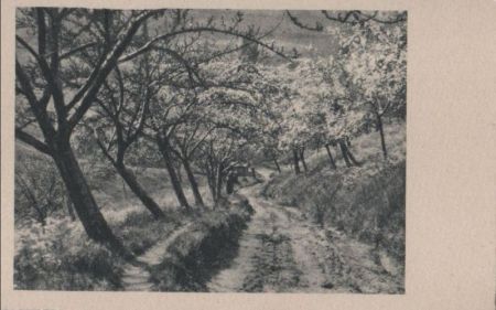 schräge Bäume am Weg - ca. 1955 schräge Bäume am Weg - ca. 1955