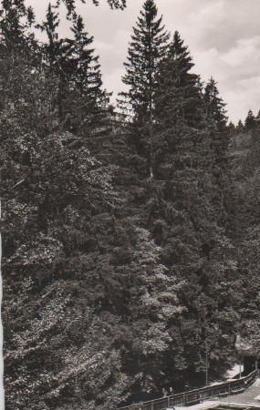 Bad Berneck - Waldschwimmbad - 1955 Bad Berneck - Waldschwimmbad - 1955