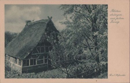 Blüten drängen aus jedem Zweig - ca. 1950 Blüten drängen aus jedem Zweig - ca. 1950