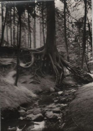 Buckow - Wurzelfichte - 1972 Buckow - Wurzelfichte - 1972