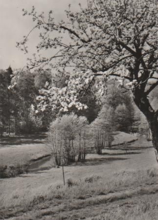 Grüße zum Pfingstfest - ca. 1975 Grüße zum Pfingstfest - ca. 1975