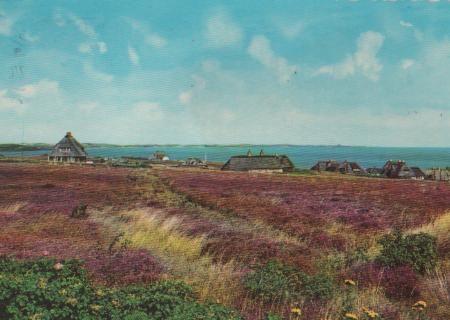Sylt - Heidepartie - 1968 Sylt - Heidepartie - 1968