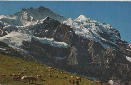 Jungfrau - Schweiz - Kühe Jungfrau - Schweiz - Kühe