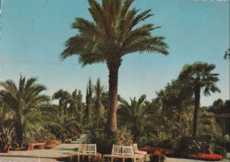 Bad Pyrmont - Palmengarten - ca. 1965 Bad Pyrmont - Palmengarten - ca. 1965