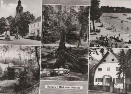 Buckow - u.a. Wurzelfichte - 1983 Buckow - u.a. Wurzelfichte - 1983