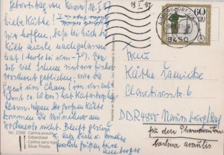 Silberdistel in den Bergen