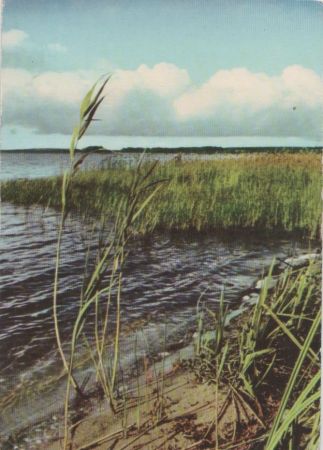 Landschaft - Schilf am See - 1965 Landschaft - Schilf am See - 1965