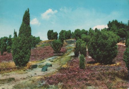 Lüneburger Heide - 1968 Lüneburger Heide - 1968
