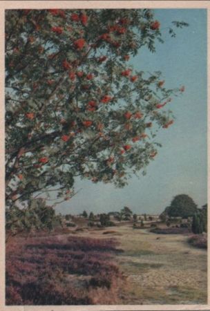 blühender Baum in der Heide - 1958 blühender Baum in der Heide - 1958