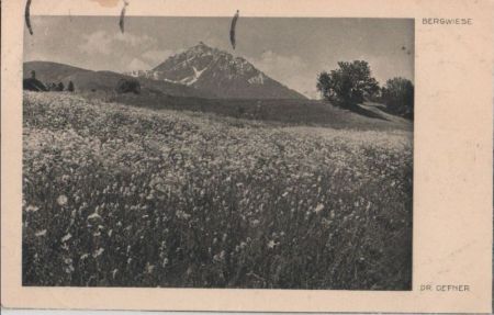 Bergwiese - Blumen Bergwiese - Blumen