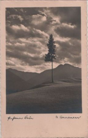 Einsamer Baum Einsamer Baum