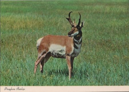 Pronghorn Antelope - ca. 1985 Pronghorn Antelope - ca. 1985