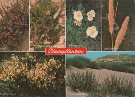 Dünenpflanzen - mit 6 Bildern - ca. 1980 Dünenpflanzen - mit 6 Bildern - ca. 1980