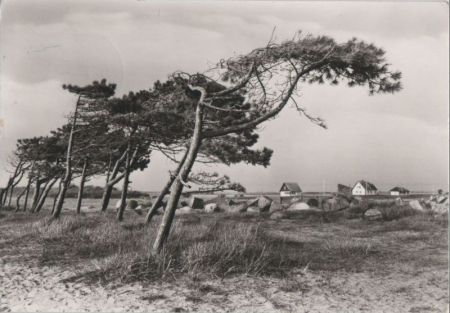 Hiddensee - Neuendorf - Windflüchter Hiddensee - Neuendorf - Windflüchter