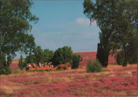 Bispingen-Niederhaverbeck - mit Kutschwagen nach Wilsede - ca. 1985 Bispingen-Niederhaverbeck - mit Kutschwagen nach Wilsede - ca. 1985