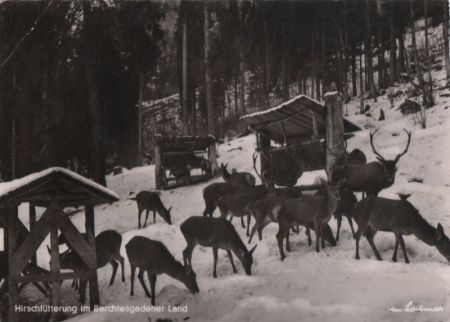 Berchtesgadener Land - Hirschfütterung - 1966 Berchtesgadener Land - Hirschfütterung - 1966