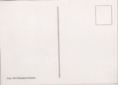 Raubtier auf Anhöhe