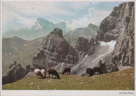 Österreich - Stubaier Alpen - Auf hoher Weide - ca. 1965 Österreich - Stubaier Alpen - Auf hoher Weide - ca. 1965