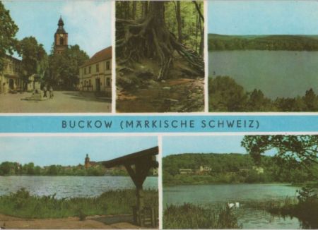 Buckow - u.a. Wurzelfichte - 1976 Buckow - u.a. Wurzelfichte - 1976
