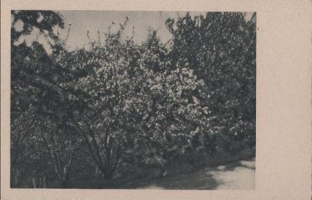 Blüten am Strauch - ca. 1955 Blüten am Strauch - ca. 1955