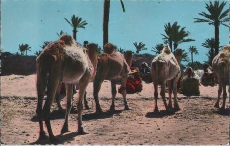 Djerba - Tunesien - Kamele Djerba - Tunesien - Kamele