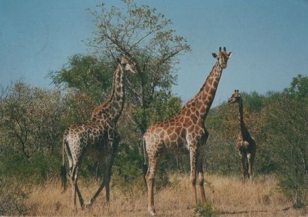 Natur Giraffen Natur Giraffen