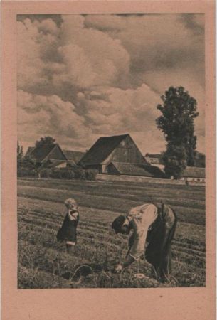 Arbeit auf dem Felde - ca. 1950 Arbeit auf dem Felde - ca. 1950