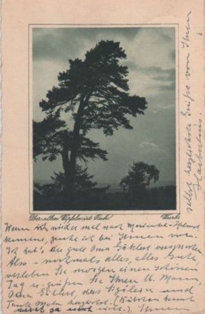 Baum im Gegenlicht Baum im Gegenlicht