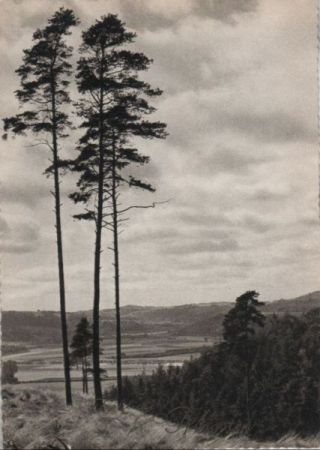 Fröhliche Pfingsten - ca. 1965 Fröhliche Pfingsten - ca. 1965