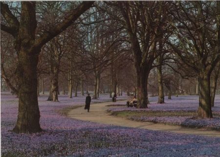 Husum - Krokusblüte im Schloßpark - ca. 1985 Husum - Krokusblüte im Schloßpark - ca. 1985