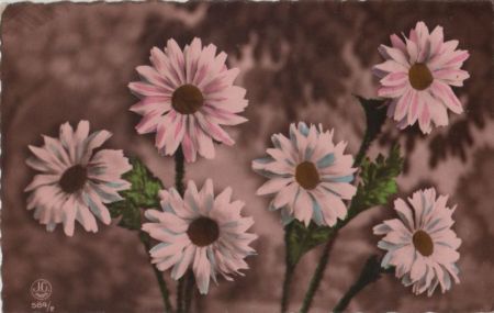 Blumen in rosa Blumen in rosa