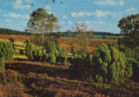 Heidelandschaft - 1970 Heidelandschaft - 1970