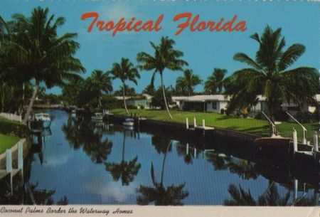 USA - Florida - Coconut Palms border the waterway - 1981 USA - Florida - Coconut Palms border the waterway - 1981