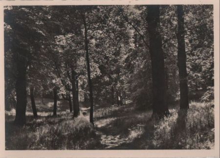 Blick in den Wald - ca. 1950 Blick in den Wald - ca. 1950