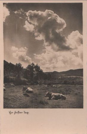 Ein heißer Tag - Kühe - ca. 1950 Ein heißer Tag - Kühe - ca. 1950