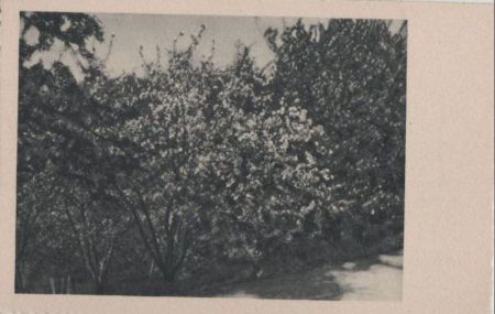 Blühender Busch in der Sonne - ca. 1955 Blühender Busch in der Sonne - ca. 1955