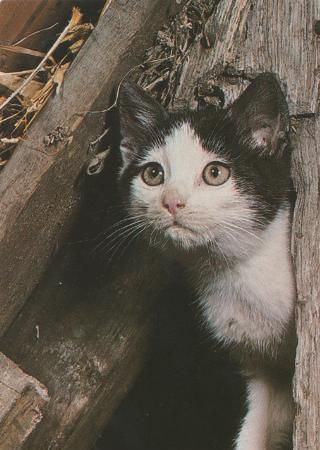 Katze im Gehölz - 2004 Katze im Gehölz - 2004