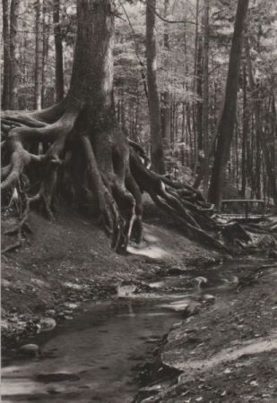 Buckow - Wurzelfichte - 1985 Buckow - Wurzelfichte - 1985