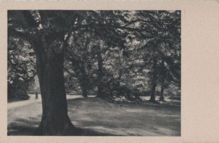 Park mit Bäumen - ca. 1955 Park mit Bäumen - ca. 1955