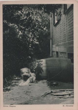 Kleiner Diogenes Kleiner Diogenes Kleiner Diogenes Kleiner Diogenes