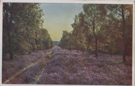 Heide und Wald - ca. 1960 Heide und Wald - ca. 1960