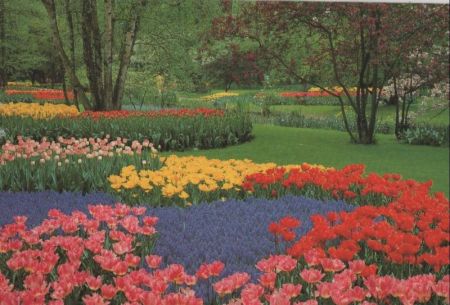 Niederlande - Lisse - Keukenhof - ca. 1980 Niederlande - Lisse - Keukenhof - ca. 1980