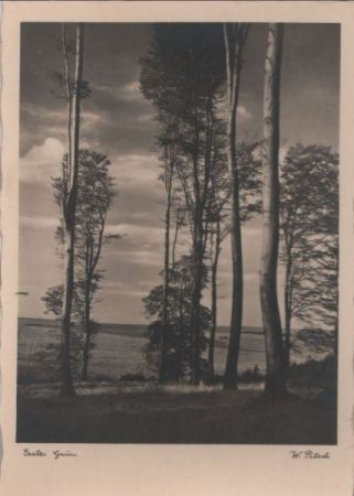 Erstes Grün - ca. 1950 Erstes Grün - ca. 1950