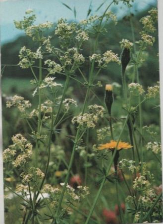 Gemeines oder Wiesen-Labkraut vor Blüte Gemeines oder Wiesen-Labkraut vor Blüte
