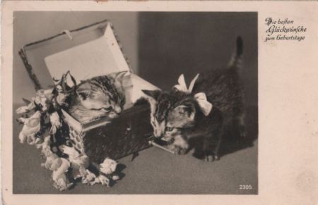 Geburtstag Katze Geburtstag Katze