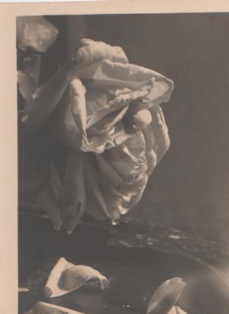 Blumenbild - ca. 1955 Blumenbild - ca. 1955