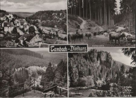 Tambach-Dietharz - u.a. Waldpartie - ca. 1975 Tambach-Dietharz - u.a. Waldpartie - ca. 1975
