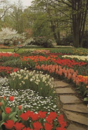 Niederlande - Lisse - Keukenhof - ca. 1980 Niederlande - Lisse - Keukenhof - ca. 1980