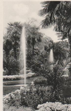 Der Palmengarten in Bad Pyrmont - ca. 1955 Der Palmengarten in Bad Pyrmont - ca. 1955