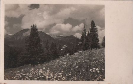 blühende Bergwiese - ca. 1955 blühende Bergwiese - ca. 1955